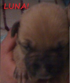 Luna